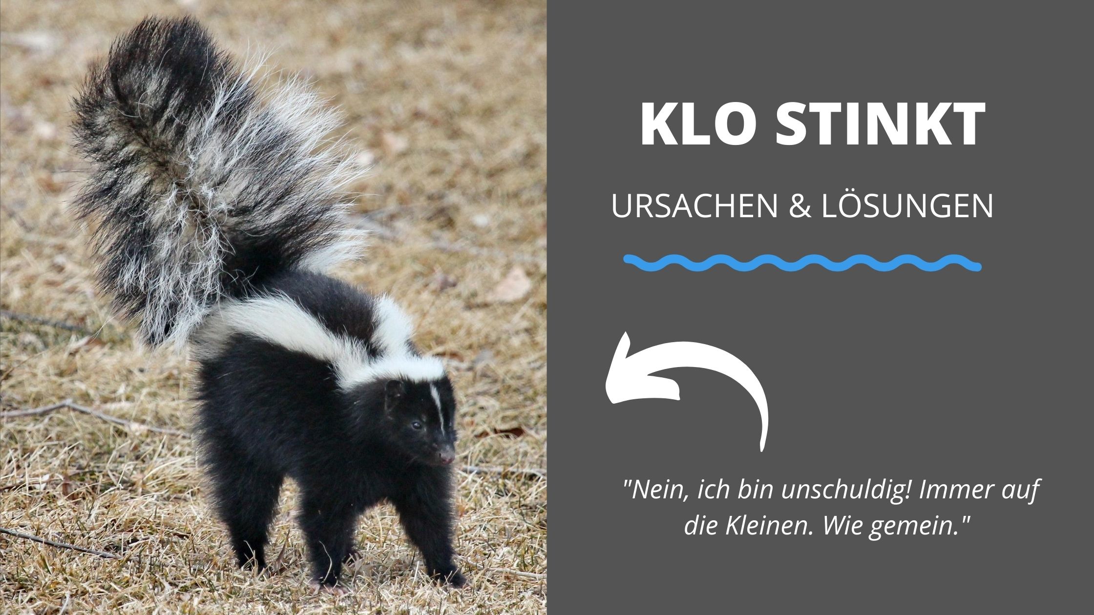 Klo stinkt: Ursachen und Lösungen